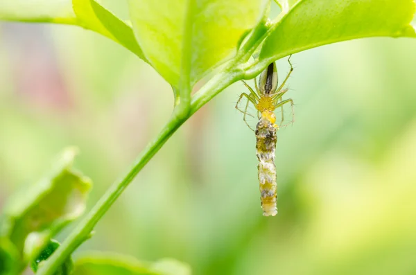 Spinnen fressen Wurm in grüner Natur Hintergrund — Stockfoto