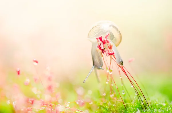 Slakken en moss — Stockfoto