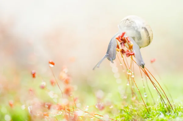 Slakken en moss — Stockfoto