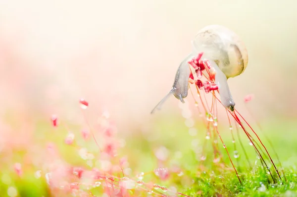 Snails and moss — Stock Photo, Image