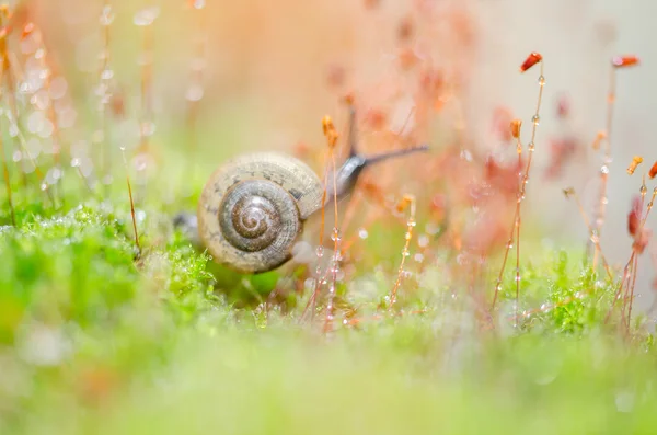Snails and moss — Stock Photo, Image