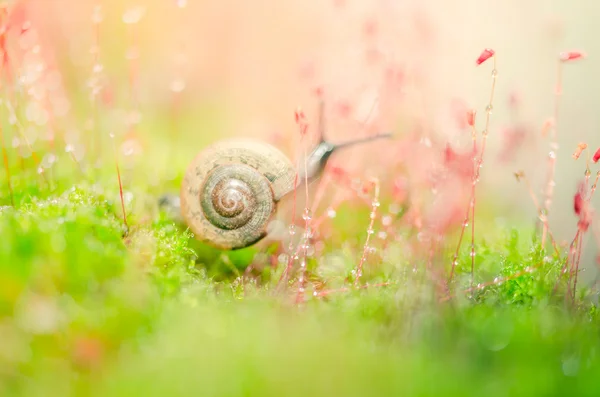 Snails and moss — Stock Photo, Image