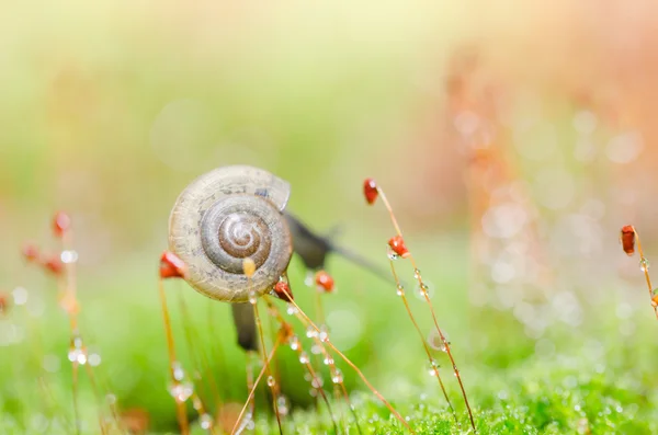 Caracoles y musgo — Foto de Stock