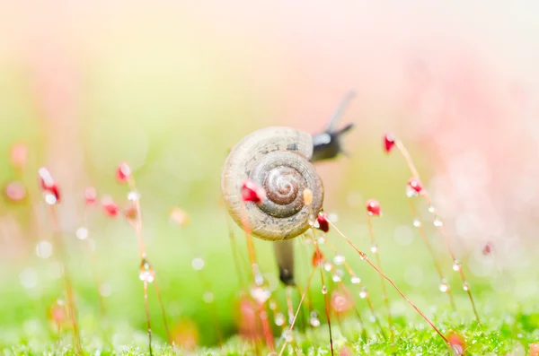 蜗牛和苔藓 — 图库照片
