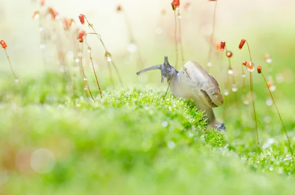 Caracóis e musgo — Fotografia de Stock