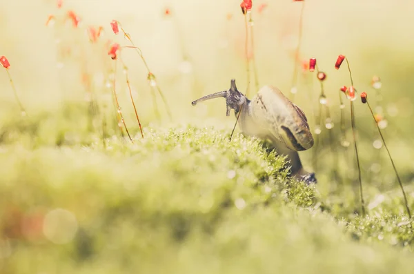 Caracóis e musgo — Fotografia de Stock