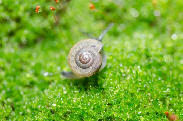 蜗牛和苔藓 — 图库照片