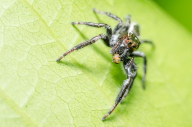 Yeşil doğa arka planda örümcek