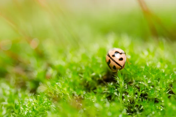 Lieveheersbeestje in de groene natuur — Stockfoto