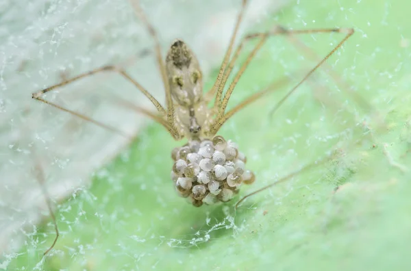 蜘蛛和鸡蛋中的绿色自然背景 — 图库照片