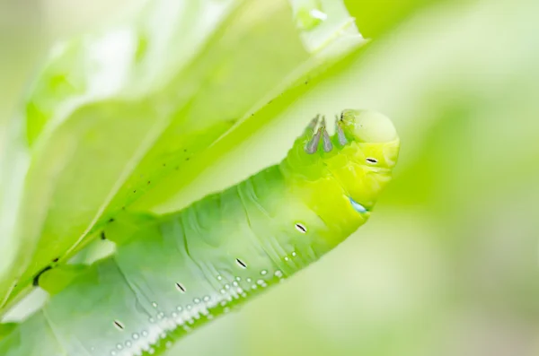 Gusano verde y hoja —  Fotos de Stock