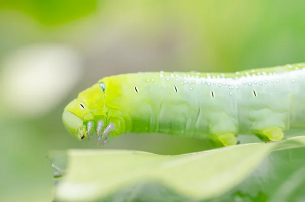 Green worm and leaf — Stock Photo, Image