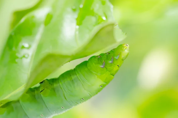 Green worm and leaf — Stock Photo, Image
