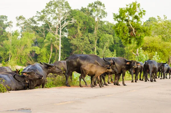 Buffalo tailandese — Foto Stock