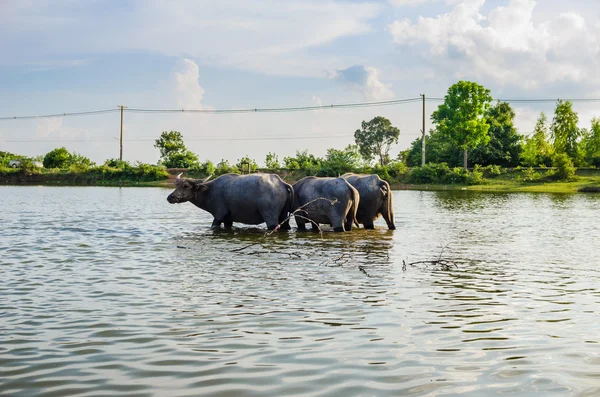 Buffalo tailandese — Foto Stock