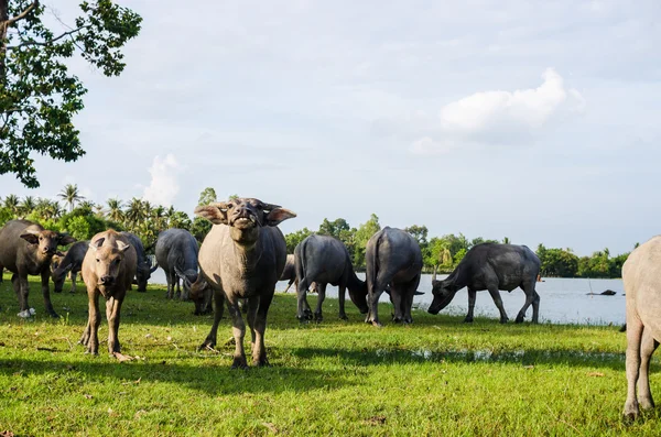 Thai buffalo — Stock Photo, Image