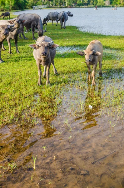 Thai buffalo — Stock Photo, Image