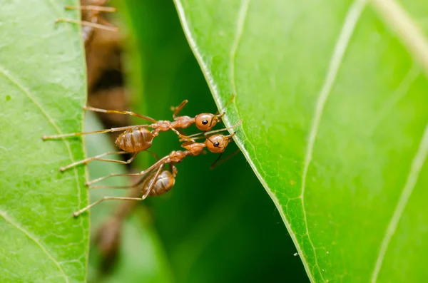 Czerwone mrówki budowy domu — Zdjęcie stockowe