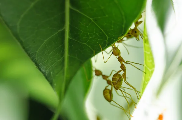 Red ants build home — Stock Photo, Image