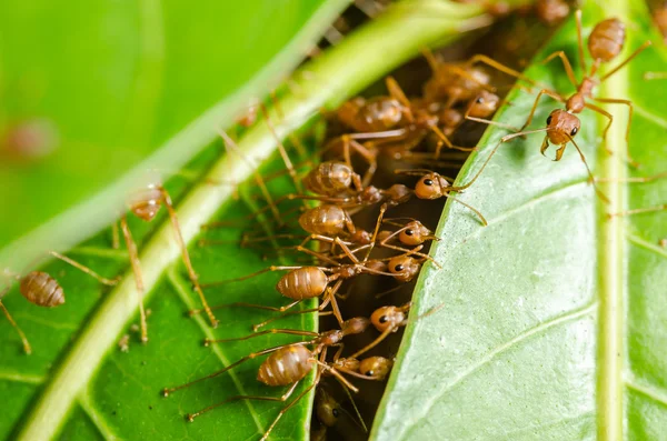 Les fourmis rouges construisent maison — Photo