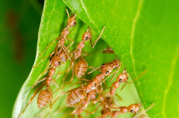 Les fourmis rouges construisent maison — Photo