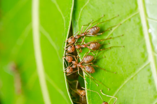 Les fourmis rouges construisent maison — Photo