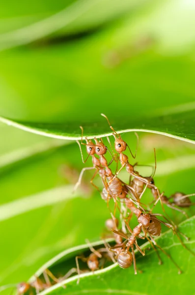 Красные муравьи строят дом — стоковое фото
