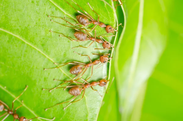 Les fourmis rouges construisent maison — Photo