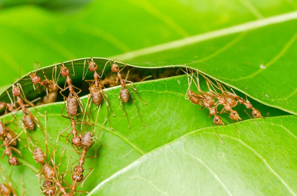 Red ants build home — Stock Photo, Image