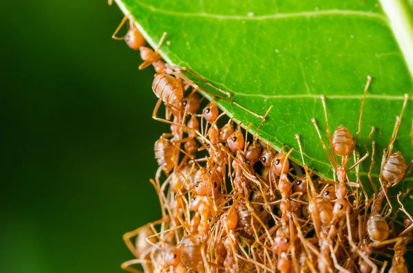 Red ants build home — Stock Photo, Image