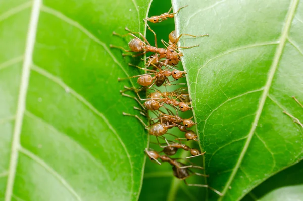 Les fourmis rouges construisent maison — Photo