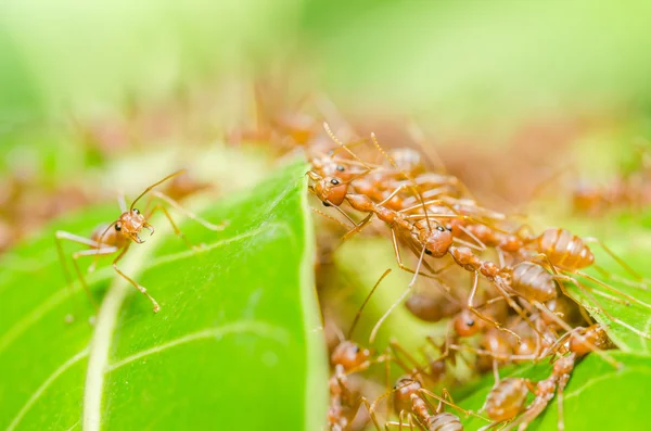 Czerwone mrówki budowy domu — Zdjęcie stockowe