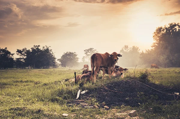 Vache sur herbe prairie vintage — Photo