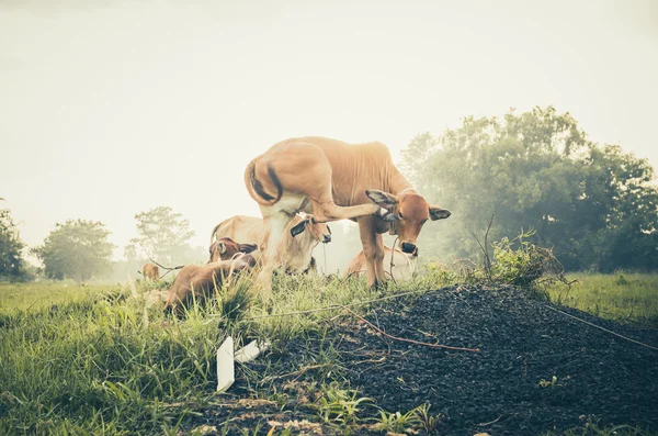 Vache sur herbe prairie vintage — Photo