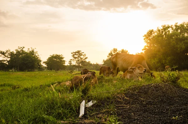 Cow on grass meadow — Stock Photo, Image