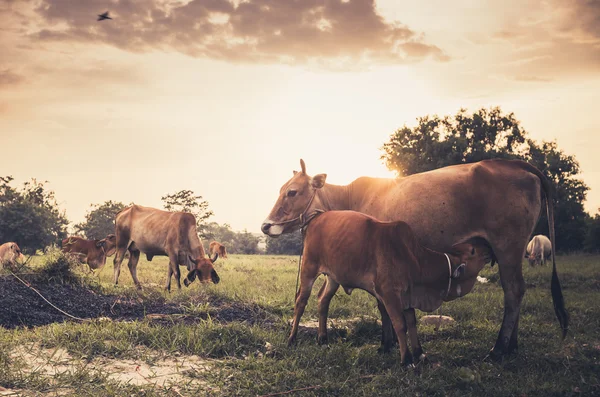 Ko på græs eng vintage - Stock-foto