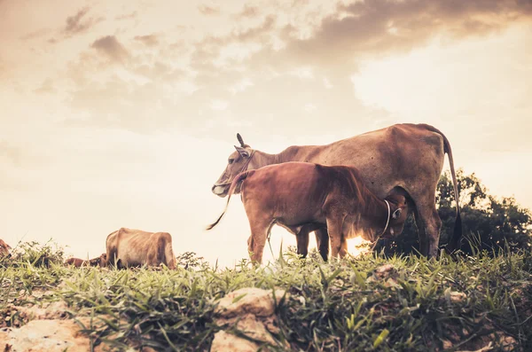 Cow on grass meadow vintage — Stock Photo, Image