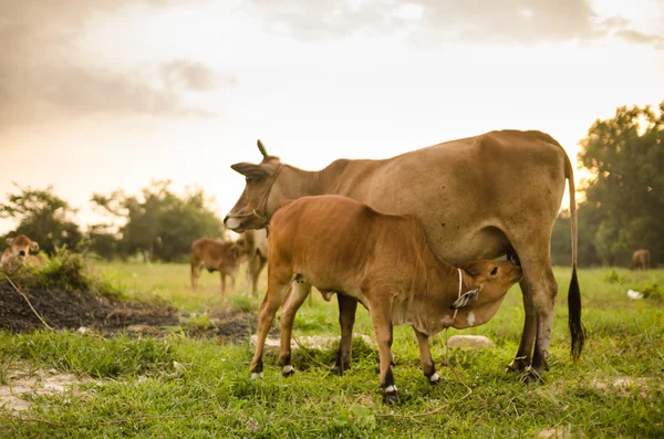 Cow on grass meadow — Stock Photo, Image