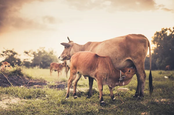Vache sur herbe prairie vintage — Photo