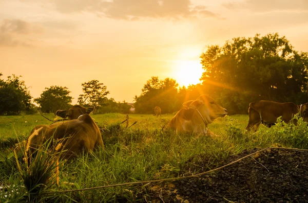 Inek üzerinde çayır çimen — Stok fotoğraf