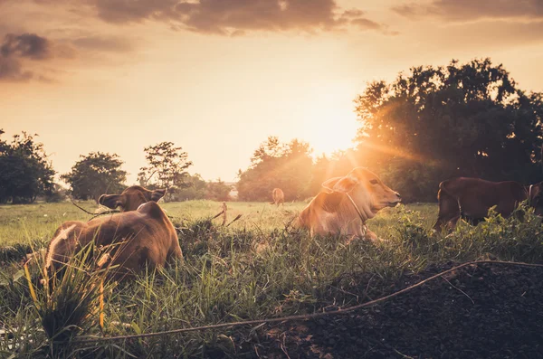 Vache sur herbe prairie vintage — Photo