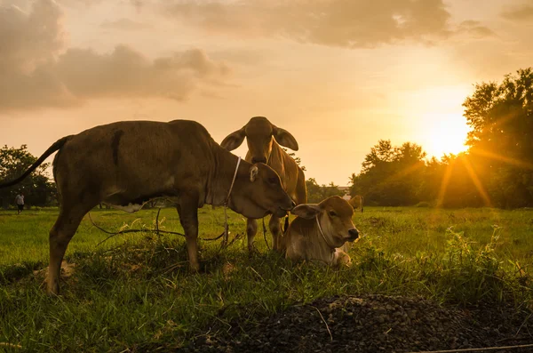 Cow on grass meadow — Stock Photo, Image