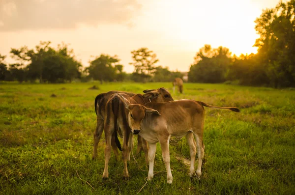 Vache sur prairie d'herbe — Photo