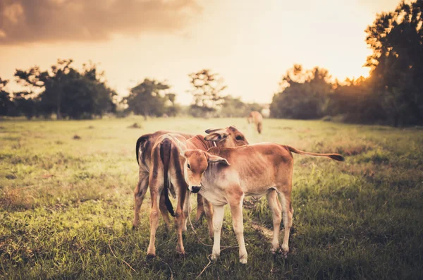 Vache sur herbe prairie vintage — Photo