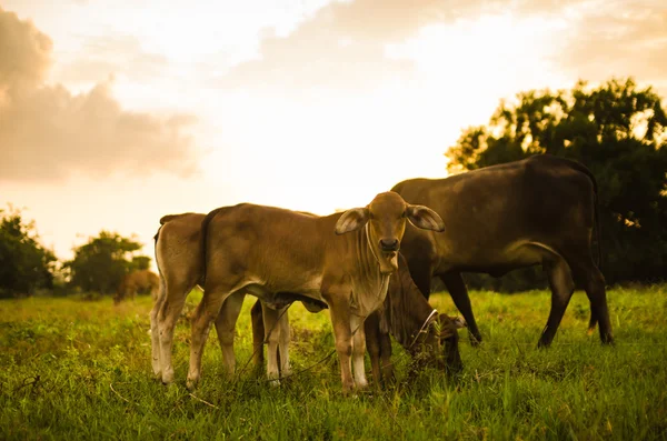 Mucca su prato di erba — Foto Stock
