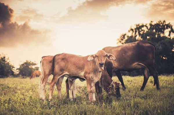 Vache sur herbe prairie vintage — Photo