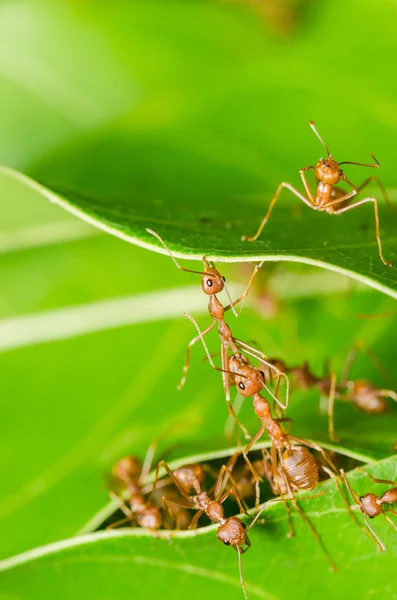 Κόκκινα μυρμήγκια χτίζει σπίτι — Φωτογραφία Αρχείου