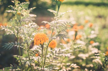 marigolds veya tagetes erecta çiçek