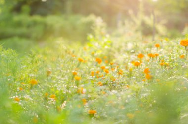 marigolds veya tagetes erecta çiçek