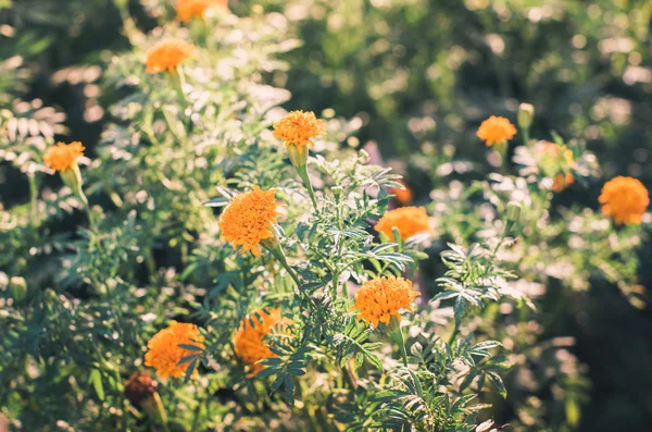 Ringelblumen oder Tagetes erecta Blume — Stockfoto